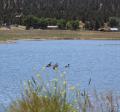 Wetland Ducks