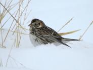 Lapland Longspur